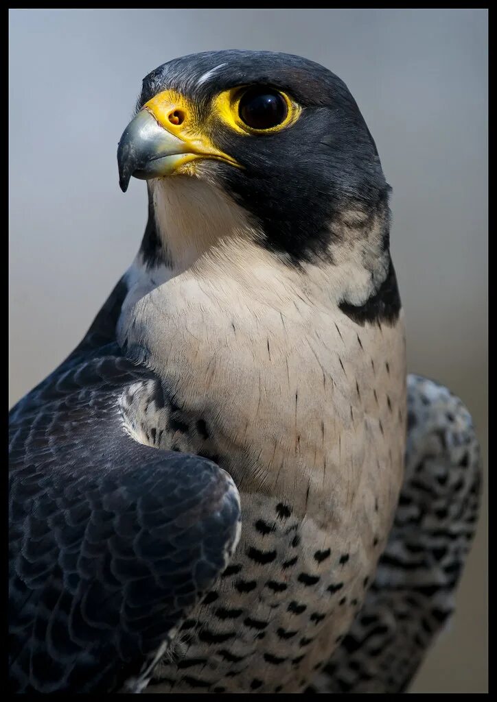 Сапсан falco peregrinus. Черный сапсан. Черный сапсан. Черный сапсан. Сокол сапсан пикирует.