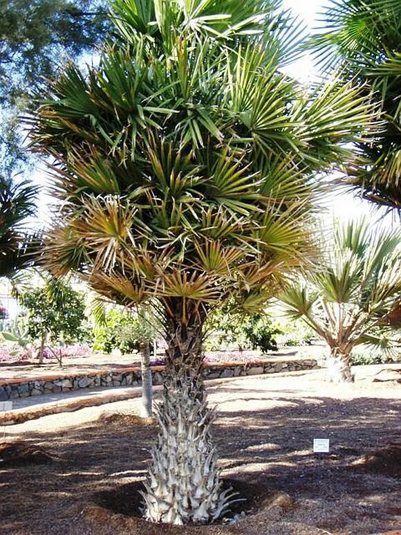 Copernicia cerifera wax. Карнаубская восковая пальма. Восковая пальма карнауба. Copernicia prunifera. Пальма коперниция.