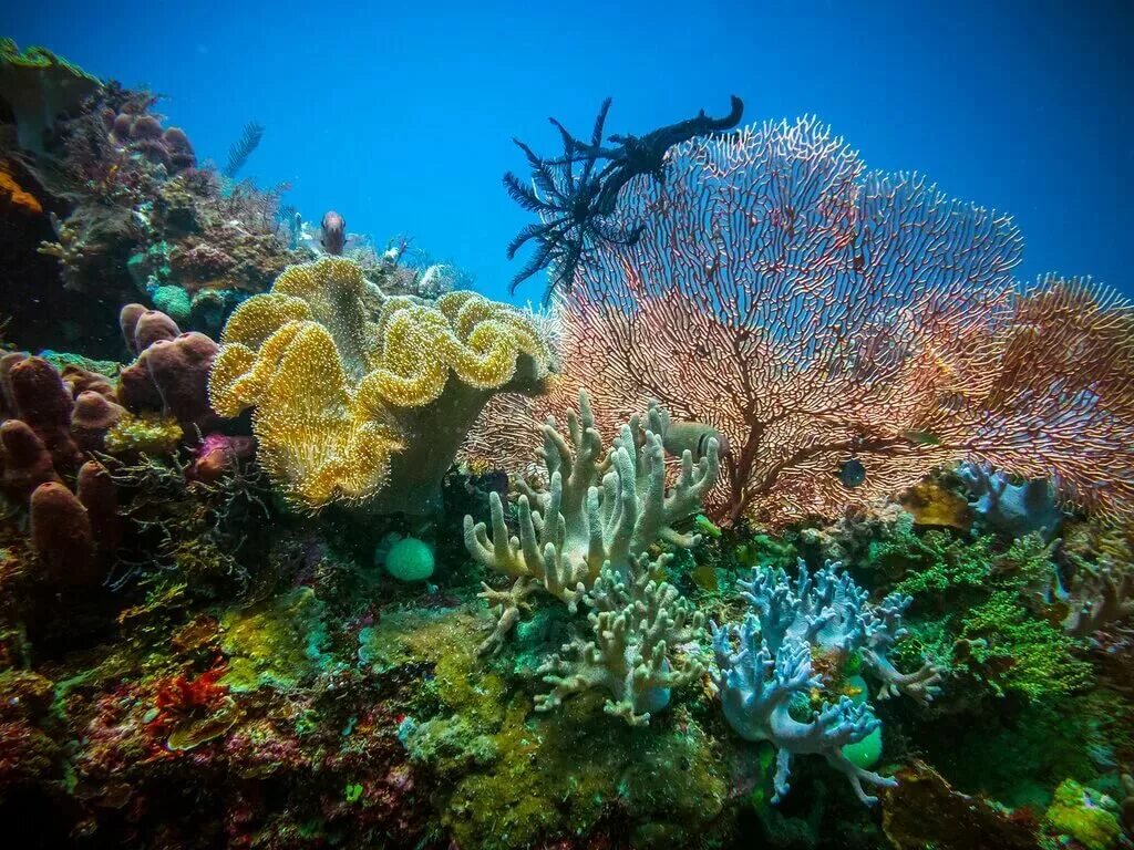 жак ив кусто большой барьерный риф. подводная красота. глубина. морской мир. риф лайтхаус дахаб.