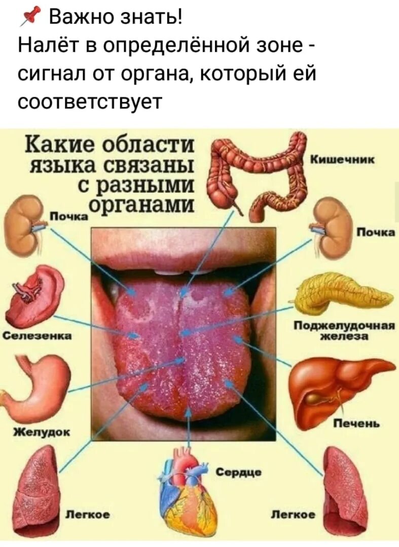 Кончик языка лучше различает. Распознавание болезни по языку. Заболевание по цвету налёта на языке. Болезни по языку определить. Заболевания органов по языку.