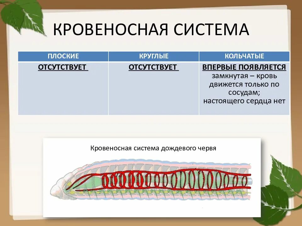 Круглые черви отличаются от плоских. Кровеносная система плоских червей биология 7 класс. кровеносная система кольчатых червей 7 класс биология. кровеносная система плоских червей 7 класс. кровеносная система плоских червей 7 класс таблица.