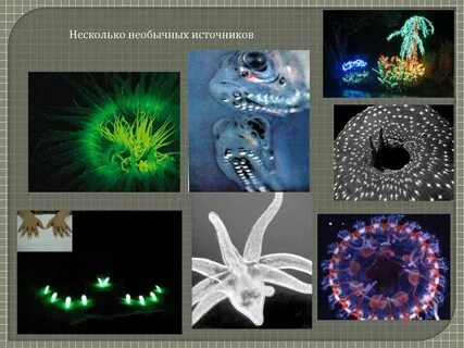 Обитатель света