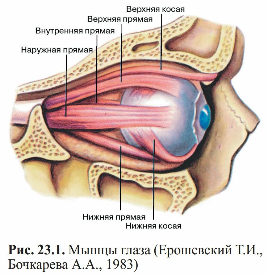 Имеет место крепления глазодвигательных мышц. Глазодвигательные мышцы глаза строение. Строение глаза мышцы глаза. Экстраокулярные мышцы глазного яблока. Мышцы глазного яблока анатомия.