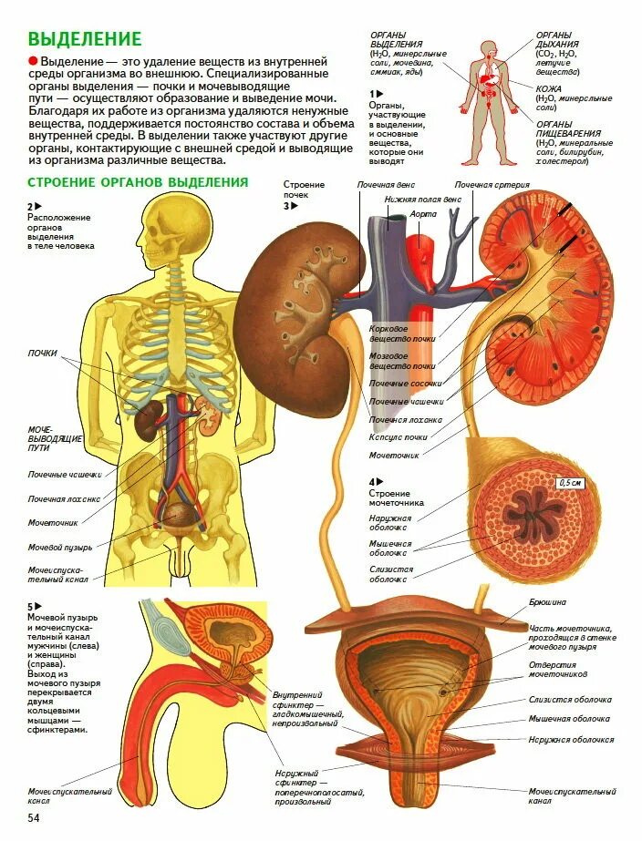 Анатомический атлас Мочеполовая система. Строение внутренних органов человека атлас анатомия. Схема органов человека почки. Строение мочеполовой системы у женщин анатомия. Название мужских и женских органов