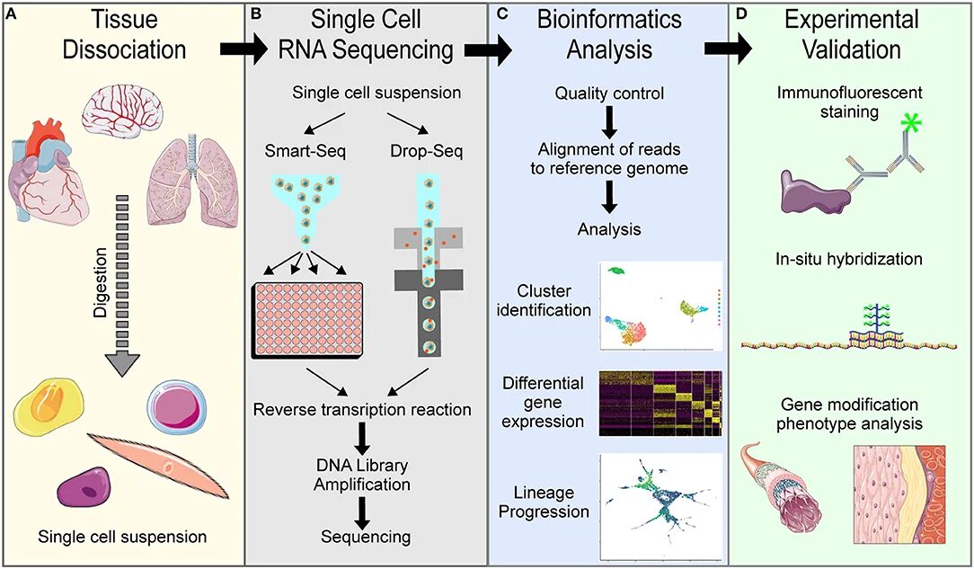 Single cell. Single Cell RNA sequencing. Single Cell секвенирование. Single Cell RNA seq. Single Cell Analysis.