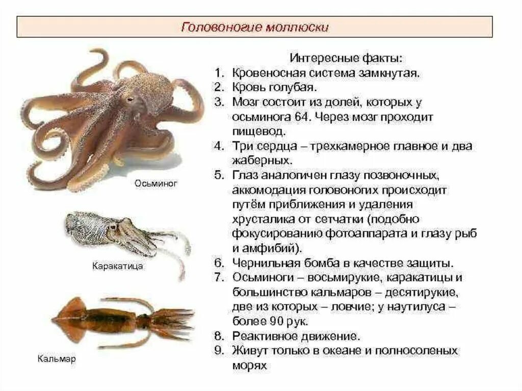 Головоногие моллюски виды. Класс головоногие моллюски внешнее строение. Представители головоногих моллюсков таблица. Тип моллюски класс головоногие общая характеристика. Внутреннее строение моллюсков класса головоногие.