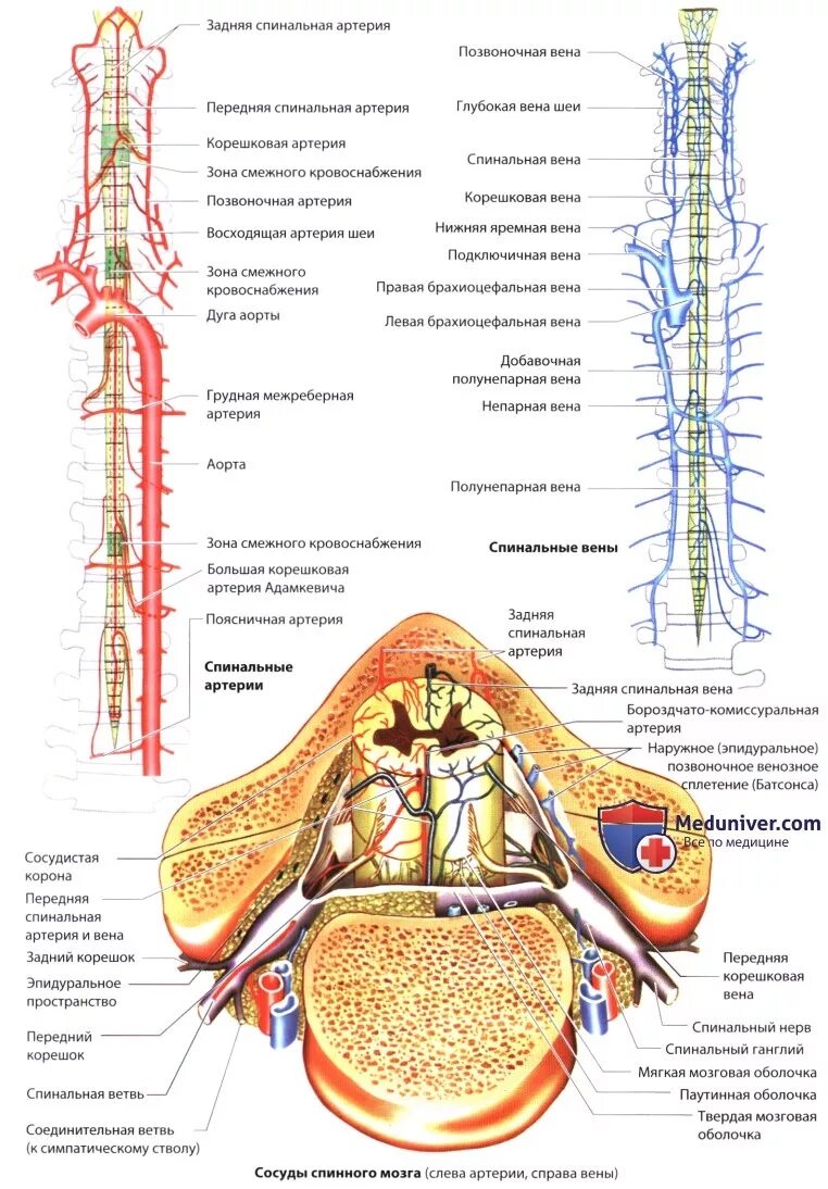 Кровоснабжение межпозвоночных дисков. Корешковая спинномозговая артерия Адамкевича. Кровоснабжение спинного мозга схема. Кровоснабжение спинного мозга анатомия схема. Сегментарная спинномозговая артерия.