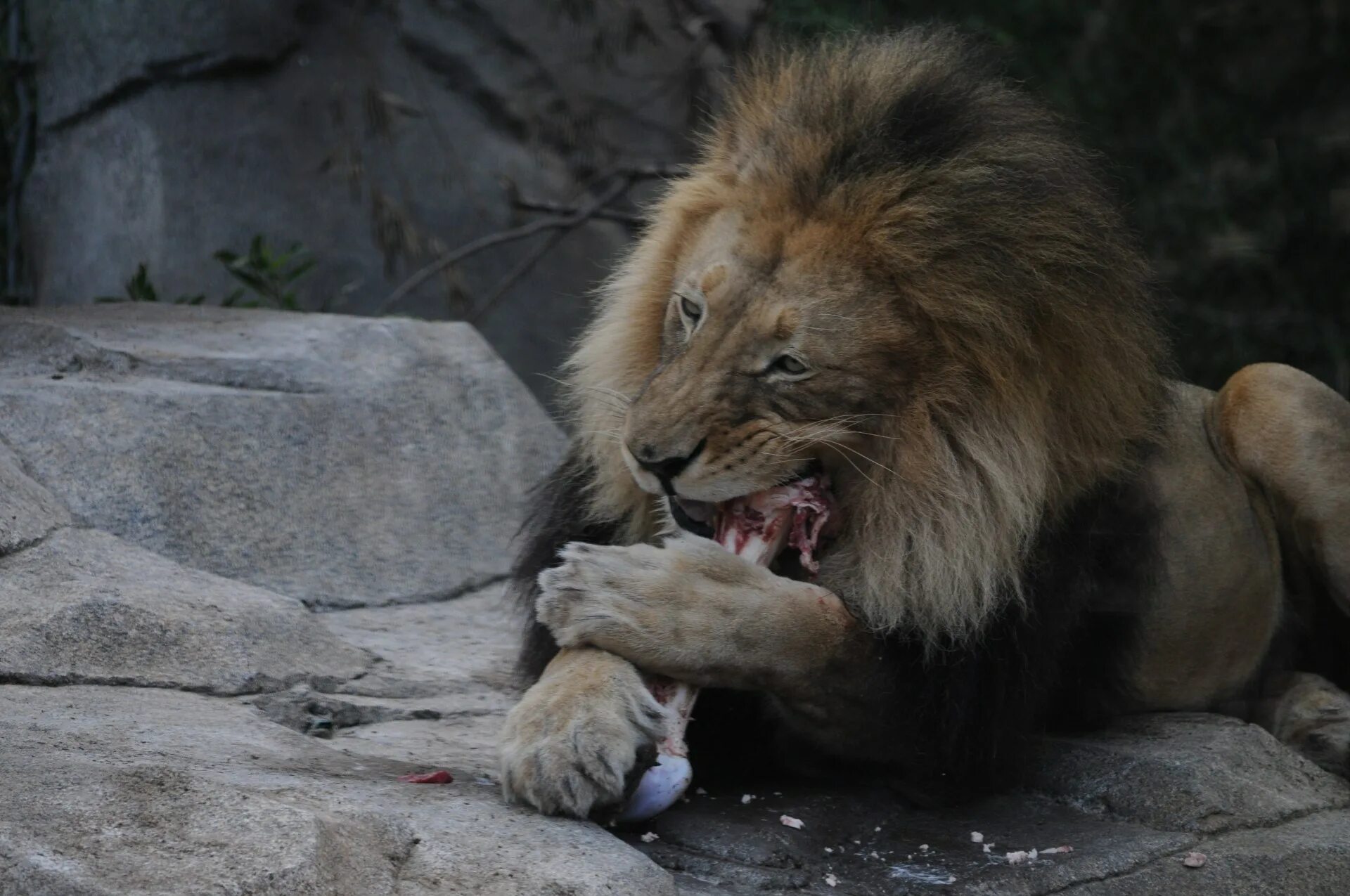 Lion eating