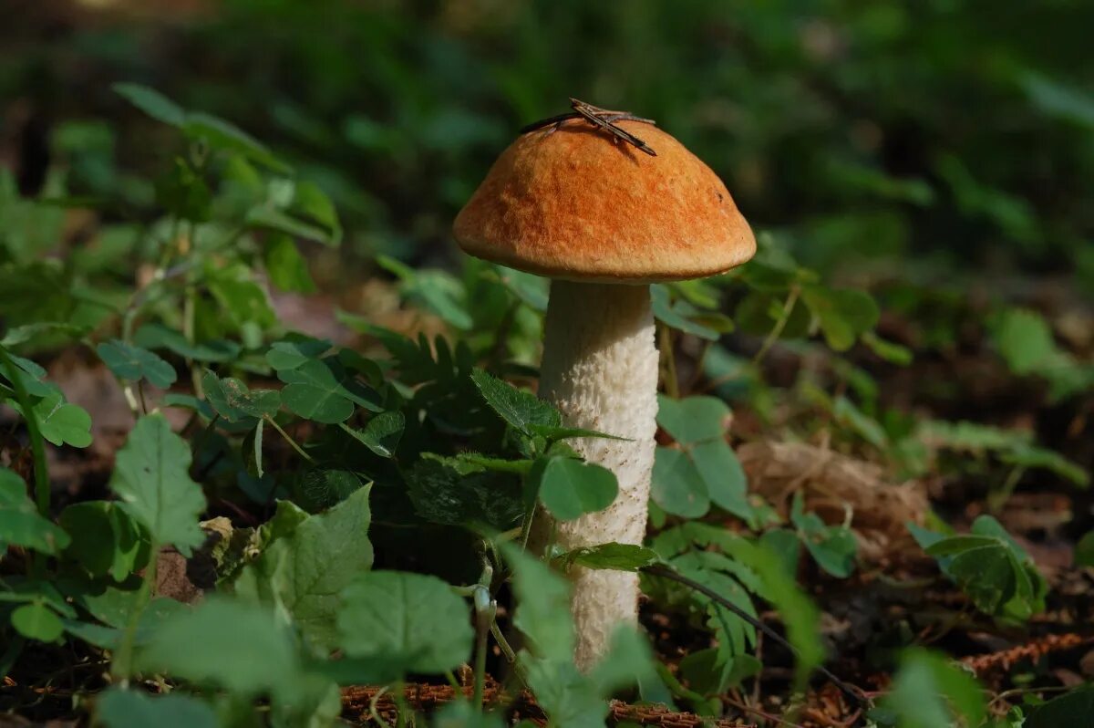 грибы беларусь фото. съедобные грибы в джипег. красивые грибы в беларуси. подосиновик тополевый. белорусский белый гриб.