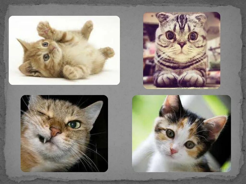 Фотоальбом с котиками. Котики для презентации. Колаж милого кота🐱. Фотоальбом котики и олоака.