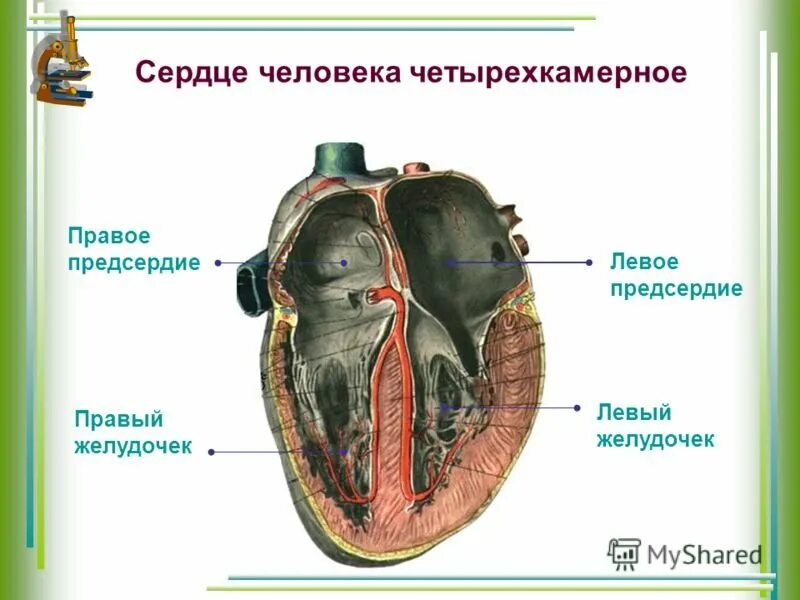 Четырёхкамерное сердце у человека. Сердце человека четырехкамерное. Четырех камернре сердце. Четырёх камерное сердце у человека. Четырехкамерное сердце наличие диафрагмы