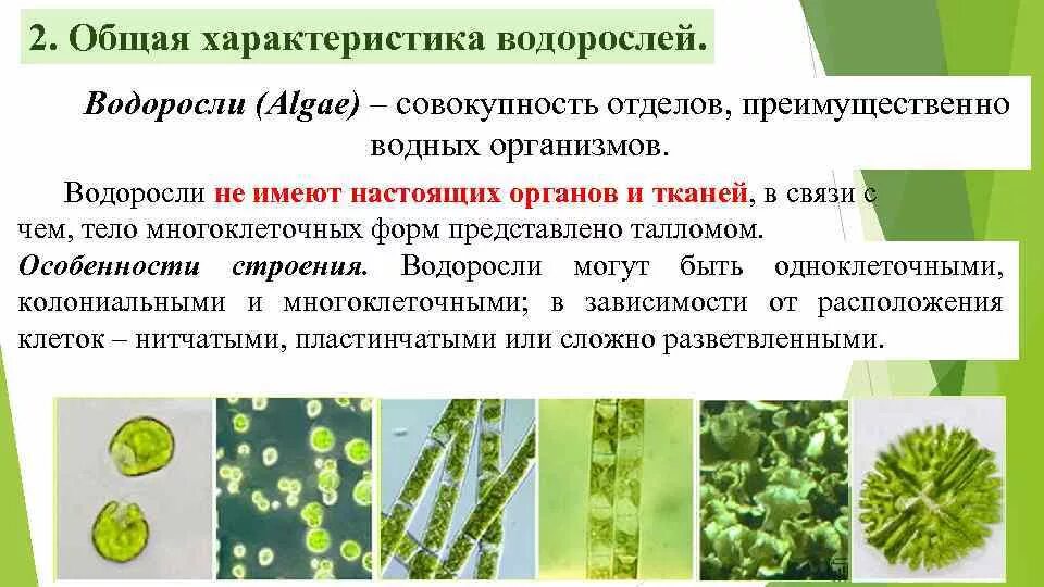 Характеристики для описания зеленых водорослей. Признаки строения водорослей. Водоросли общая характеристика 5 класс биология. Общие черты водорослей зеленые водоросли. Строение.водоросли.ткани.