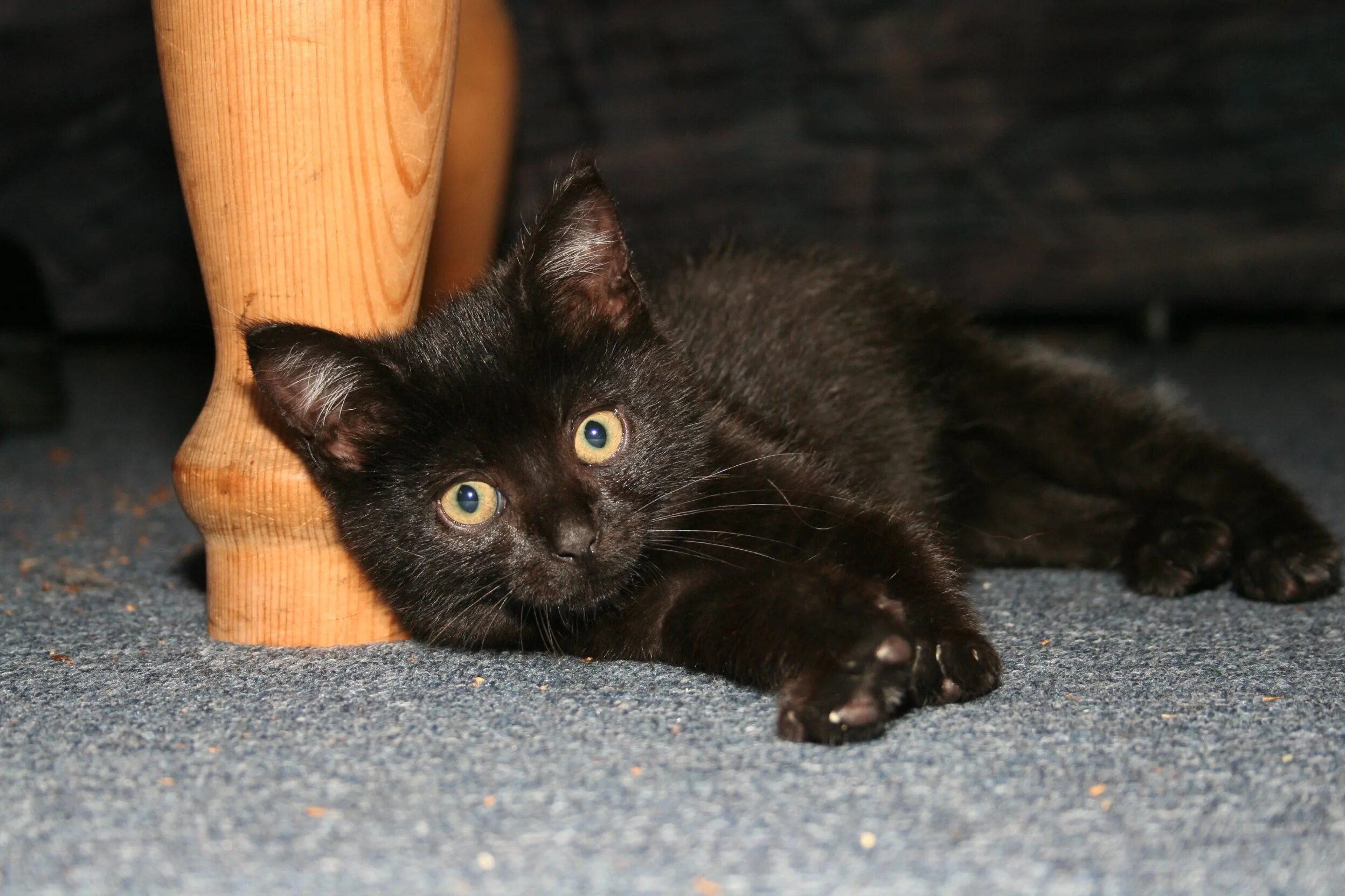 Черный котенок скоттиш страйт. Черно коричневый котенок. Черно коричневая кошка. Кошки черно коричневого окраса. Черные котята в добрые