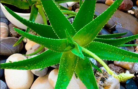 Ольга Шувалованың суреті