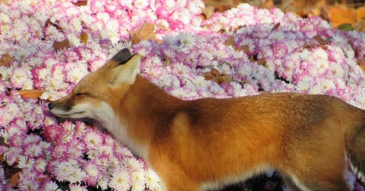 Лиса и цветы. Весенняя лиса. Рыжая лисица в цветах. Лисичка с цветами. Fox цвет