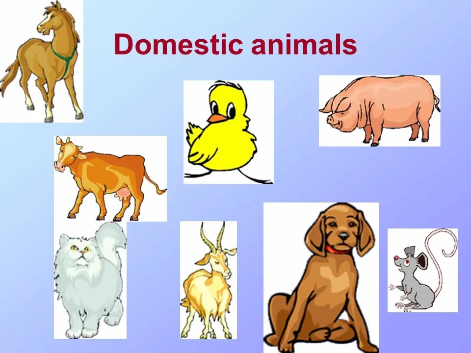 Domestic and wild animals. Wild domestic. Domestic and wild animals. Domestic and wild animals. Domestic and wild animals.
