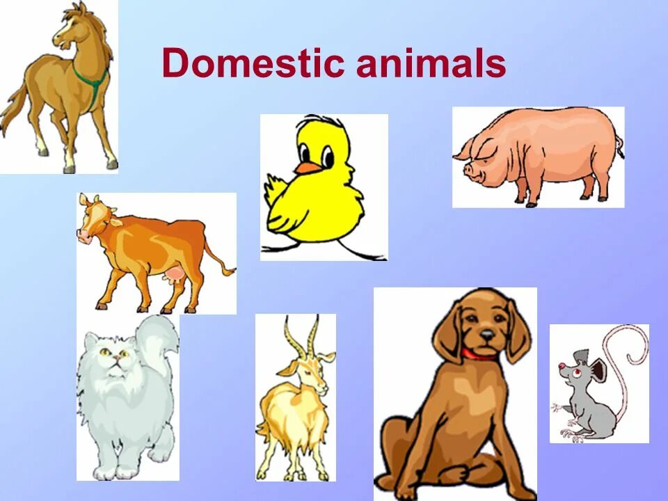 Домашние животные на англ. Domestic animals домашние животные. Животные на английском домашние животные. Домашние животные на англ языке. Animals презентация.