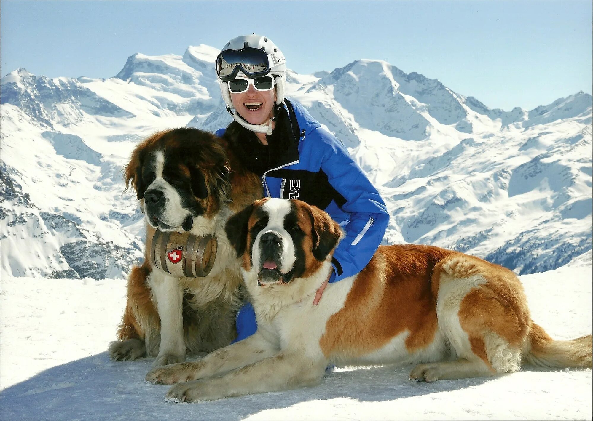 собака альпинист. собаки спасатели. сенбернар собака спасатель. какие собаки помогают альпинистам. собаки которые спасают людей в горах.