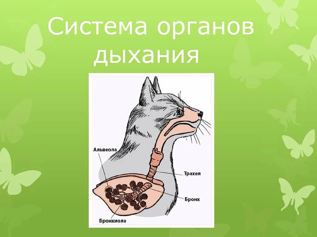 Особенности дыхания зверей. Животные дышат. Дыхательная животных. Дыхание животных осуществляется через. Способы дыхания животных.