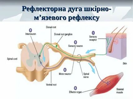 Рефлекторная дуга потоотделения