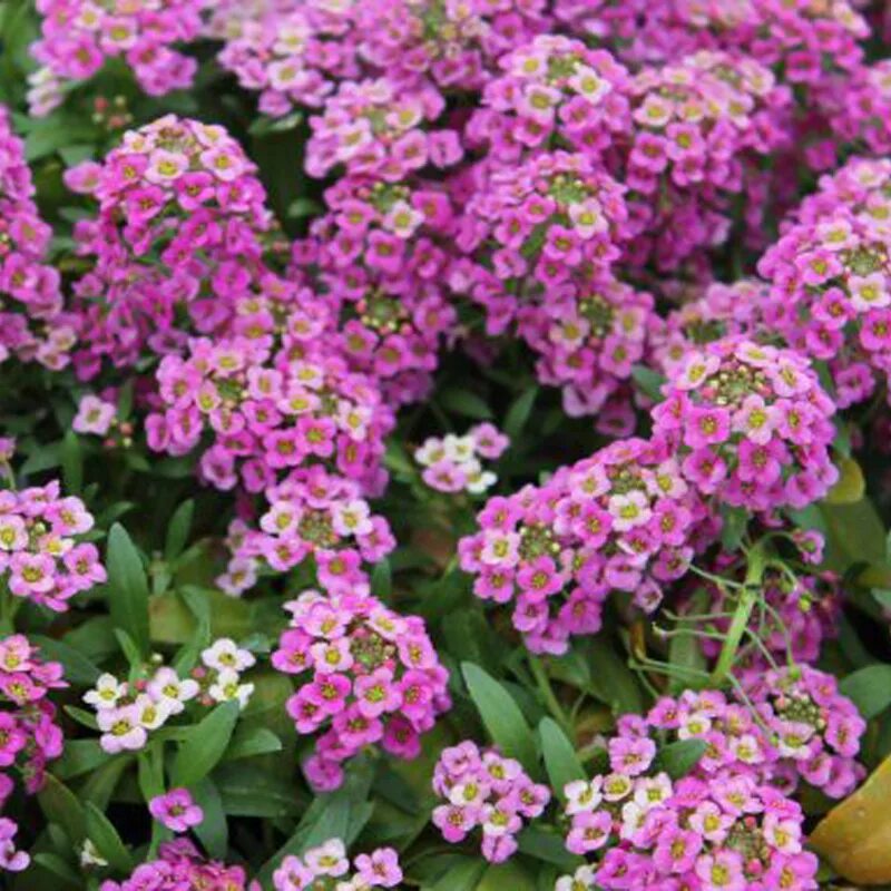 Алиссум люция пурпл. Алиссум стрим. Алиссум stream rose. Алиссум розовый ампельный. Лобулярия лавандер.