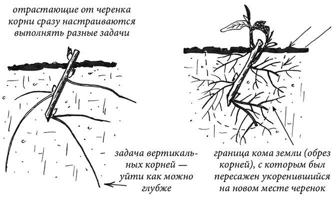 Корни 1 мая. Размножение корневыми черенками. Метод черенкования Траннуа. Корневые черенки рисунок.