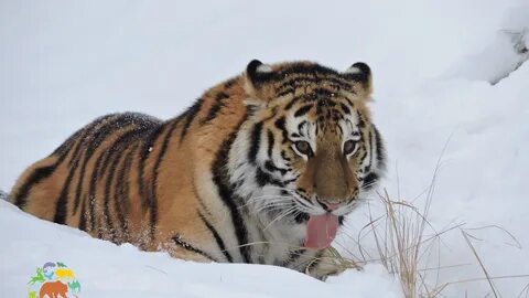 Начало тигр
