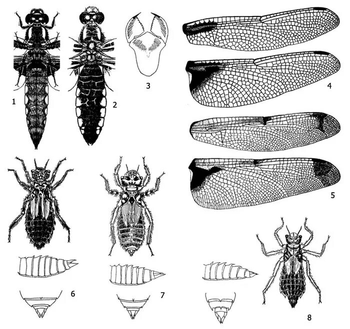 Libellula depressa личинка. Имаго личинка. Плоскобрюхи.