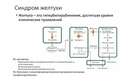 Развитие желтухи