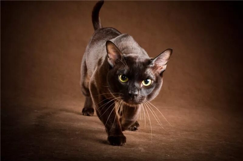 Бурманская кошка. Европейская Бурма. Порода кошек Бурма. Бурманская короткошерстная кошка.