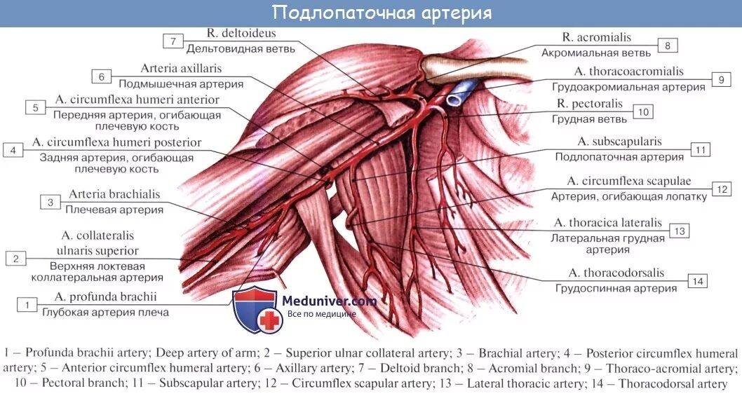 Что такое сосудистые пучки какую функцию они. Латеральная грудная артерия. Подмышечная артерия (a. axillaris). Подмышечная артерия анатомия. Подмышечная артерия анатомия ветви.