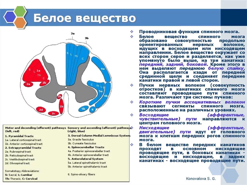 Вещество спинного мозга выполняющие проводниковую функцию. Функции серого вещества спинного мозга кратко. Белое вещество строение и функции. Строение белого вещества. Структура белого вещества спинного мозга.