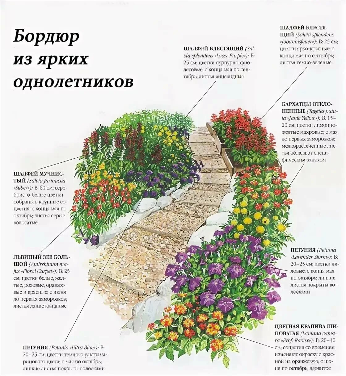 Схема миксбордера непрерывного цветения. Цветник миксбордер непрерывного цветения схема. Схема рабатки из многолетников непрерывного цветения. Цветники из многолетников и однолетников схема. Клумба из многолетников для начинающих непрерывного цветения