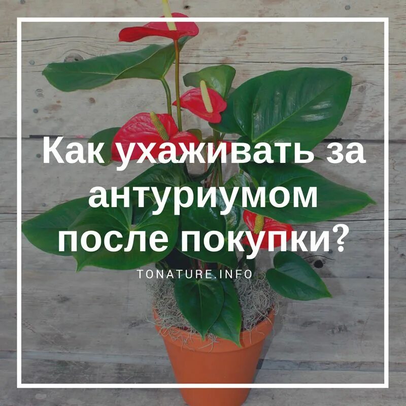 Какой грунт для мужского счастья. Антуриум цветок размножение. Антуриум суккулент?. Антуриум мужское счастье грунт. Грунт для антуриума.