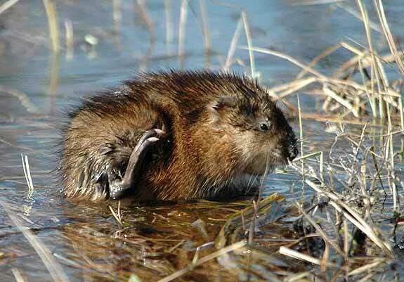 сообщение про ондатру. водяная крыса ондатра. ондатра вид род отряд.