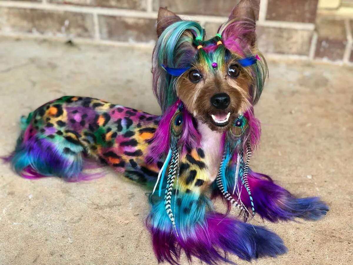 Груминг породы. Собаки необычных пород. Разноцветные собаки. Крашеные собаки. Креативное окрашивание собак.