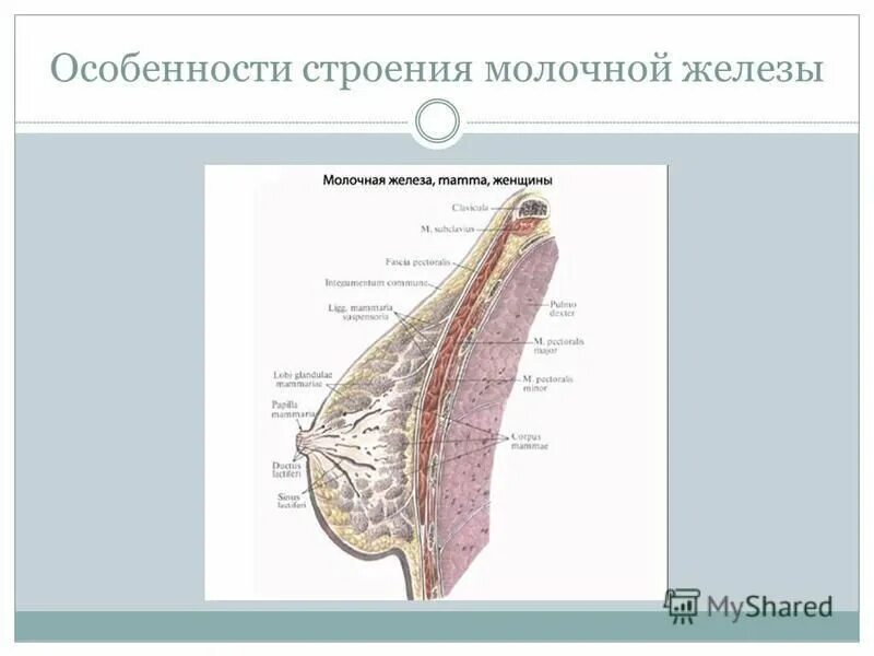 строение молочных желез. топография и клетчаточные пространства молочной железы. молочная железа у женщин строение анатомия. строение протоков молочной железы. особенности строения молочных желез.