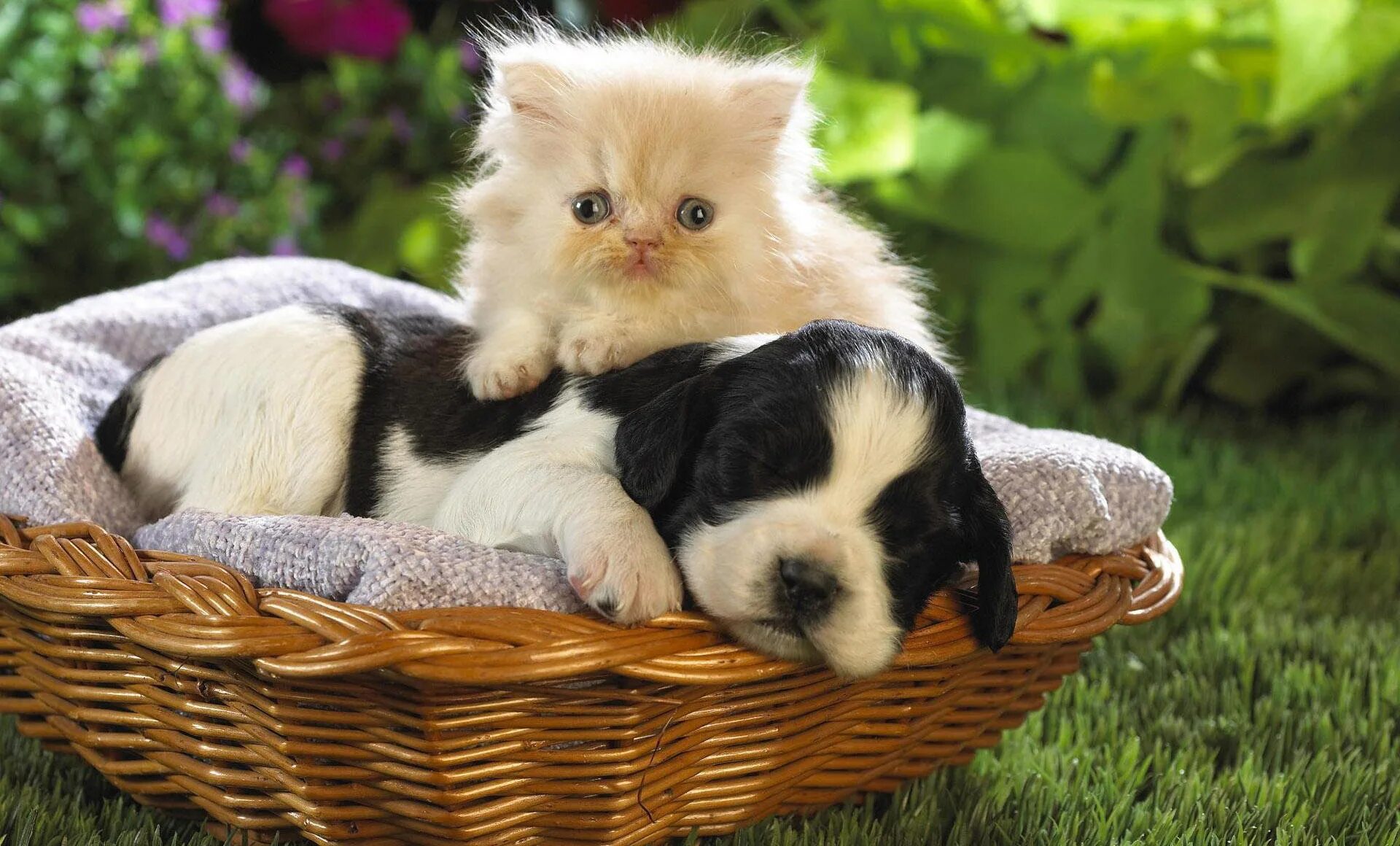 Кошечки собачки хорошее качество. Щенок и котенок. Кошки маленькие милые которые дружат с собаками. Собака и кошка вместе. Кошечки собачки хорошее качество.