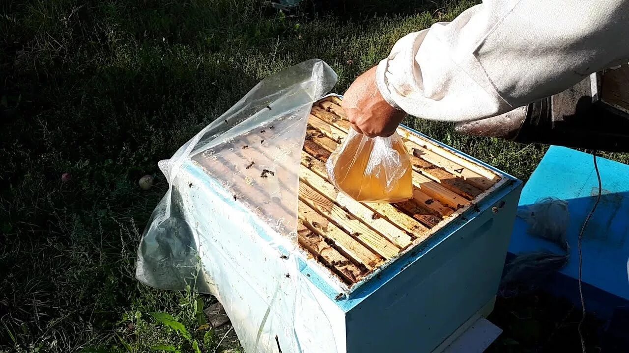 Сахарная подкормка пчелам