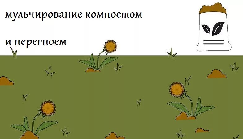 Как избавиться от одуванчиков на участке. Избавляемся от одуванчиков на участке. От одуванчиков на газоне. Как навсегда избавиться от одуванчиков. Средство от борьбы с одуванчиками на газоне.