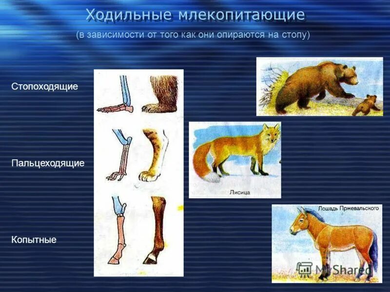 Особенности передвижения животных. Стопоходящие пальцеходящие. Стопоходящие пальцеходящие копытные. Ходильные млекопитающие. Стопоходящие животные.