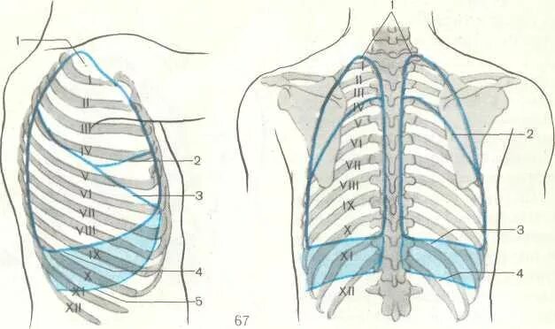 Границы легкого по ребрам. Проекция границ легких и плевры на грудную клетку. Схема верхних и нижних границ легких скелетотопия. Топография грудной клетки. Проекция границ легких и париетальной плевры.