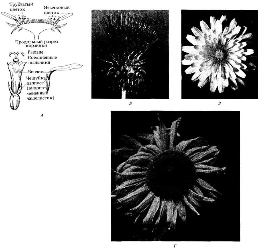 Строение трубчатого цветка подсолнечника. Типы цветков трубчатые язычковые. Трубчатый цветок сложноцветных. Цветки трубчатые язычковые воронковидные. Цветки трубчатые язычковые воронковидные семейство