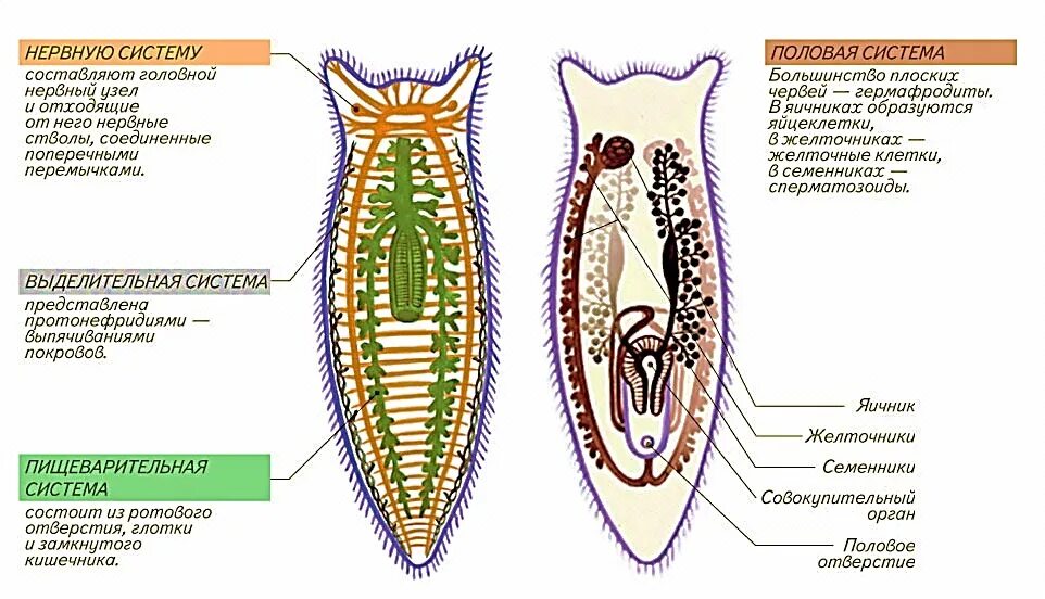 Слепо замкнутую пищеварительную систему имеют. Схема внутренних органов молочной планарии. Молочная планария внутреннее строение. Внутреннее строение плоских червей. Схема пищеварительной и половой систем планарии.