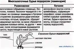 Конспект по водорослям 7 класс биология кратко
