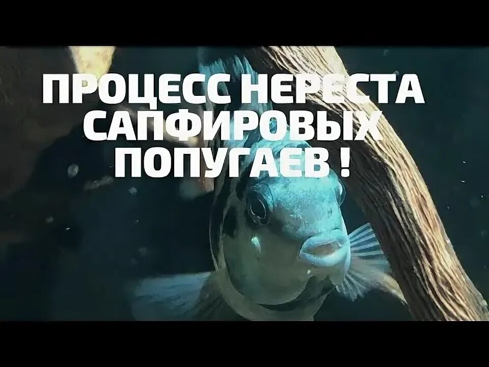 Как отличить самца сапфирового попугая. Икра сапфирового попугая. икра рыбы попугая. цихлиды попугай икра. нерест сапфировых попугаев.