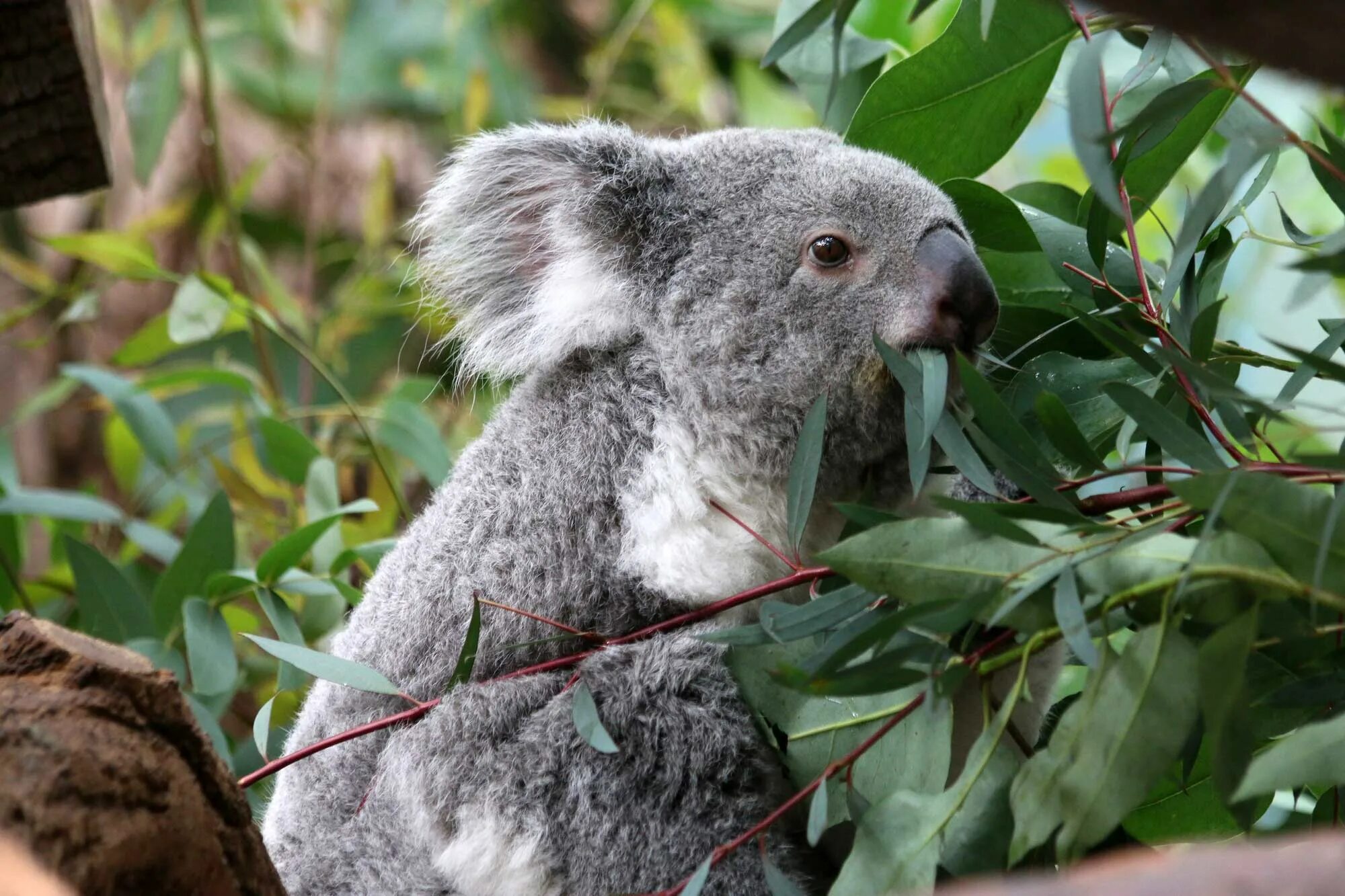 Любящая коала. Коала на эвкалипте. Коала эвкалиптовый мишка. Коала ест эвкалипт. Мишка коала ест эвкалипт.