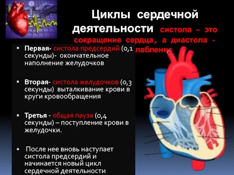 Какая кровь в левом желудочке сердца. Сокращение сердца систола диастола. Цикл деятельности сердца. Сердечный цикл сердца. Одиночный цикл сокращения сердца.