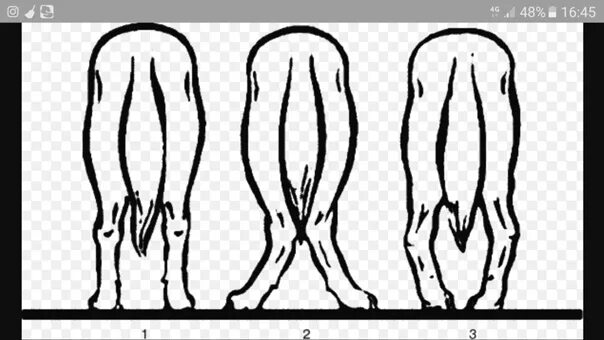 Бочкообразный постав задних конечностей у собак. Вальгусная деформация задних конечностей у щенков. Правильный постав пясти у собак. Сближенные скакательные суставы у немецкой овчарки.