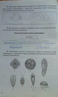 Лабораторная работа по простейшим 8 класс